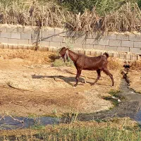 ماده ابستن باکهرش نر افقانی به نیدی