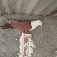 کفتر