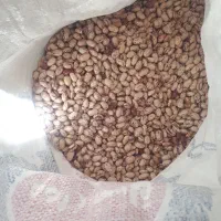 لوبیا چیتی تازه دستچین شده