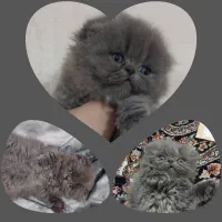 گربه بریتیش بلو