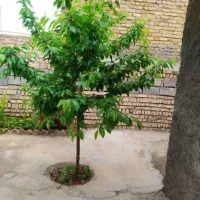 خونه-ویلایی-روستای-زاوه-مرکز-کشت-زعفران
