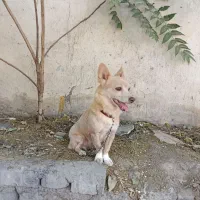 سگ اپارتمانی