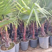 پالم تنه قرمز واشنگتن