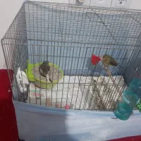 فروش یک جفت قناری پرستار