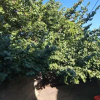 دستیار صوتی شینا رایگان کانال روبیکا