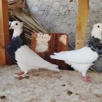کبوتر
