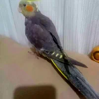 عروس هلندی نر