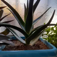 گل طبیعی|گل و گیاه طبیعی|هرسین, |دیوار