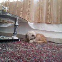 یک تعلیم دیده