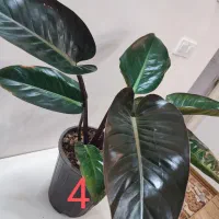 فروش چند گلدان شیک و بزرگ مناسب خانه و محل کار|گل و گیاه طبیعی|خواف, |دیوار