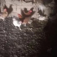 جوجه مرغ و خروس