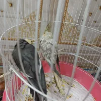 عروس هلندی