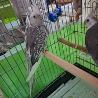 عروس هلندی ایزابلا ماده|پرنده|تهران, شهرک ولیعصر شمالی|دیوار