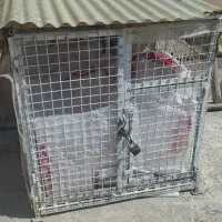 قفس گنجه کبوتر