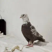 کبوتر|پرنده|سنندج, |دیوار