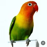 پرنده|پرنده|یاسوج, |دیوار