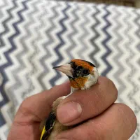 سهره تازه صاف|پرنده|شیراز, نصر|دیوار