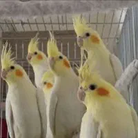 عروس هلندی پیدا کردم