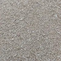 گندم ریژاو تمیز|خدمات باغبانی و درختکاری|چرداول, |دیوار