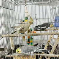 عروس هلندی نر و ماده|پرنده|ری, ظهیرآباد|دیوار