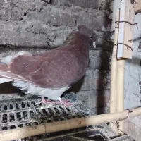 کبوتر سرخ نر سرو کله دار چشم زرد|پرنده|فاضل آباد, |دیوار