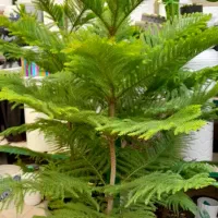 گل آپارتمانی گاج مطبق بادوام لطفا ورق بزن