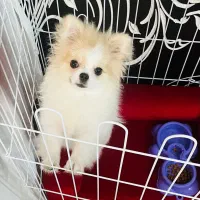 پامر سایز ریز تیکاپ،نر قیمت۲۱تومن