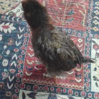 جوجه رسمی ۲ماهه مرغ زرنگ
