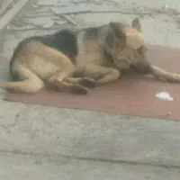 سگ گمشده بیمار