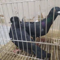 کپوت|پرنده|سراوان, |دیوار