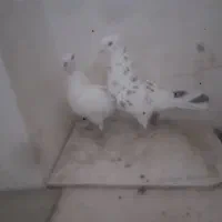 گبوتر|پرنده|اصفهان, ارغوانیه|دیوار