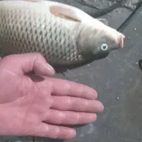 فروش ماهی کپور