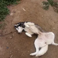 هاسکی|سگ|سیمین شهر, |دیوار