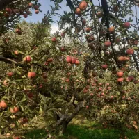 فروش-باغ-میوه-در-کوهانی
