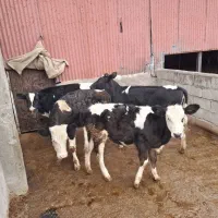 فروش گوساله ماده