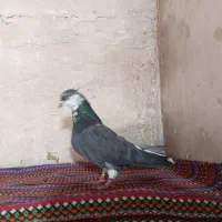 کفتراصفهانی|پرنده|برخوار, |دیوار