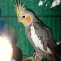 عروس هلندی نر آهوی بالغ