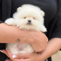 سگ تیکاپ / پامرانین خرسی / پت‌شاپ