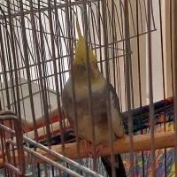 عروس هلندی و قفس|پرنده|گلستان (تهران), |دیوار