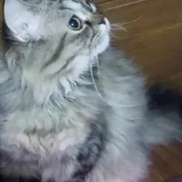 گربه چهارماهه