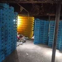 سبد ۵کیلویی سیر