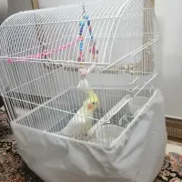 پرنده عروس|پرنده|قم, تعویض پلاک|دیوار