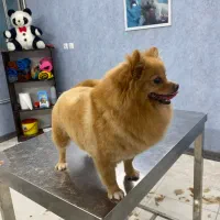 آرایشگاه سگ و گربه شستشو و اصلاح