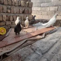 تعدادی کبوتر کله ای زاغ سفید سرور