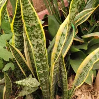 گل و گیاه آپارتمانی