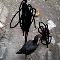 لاری