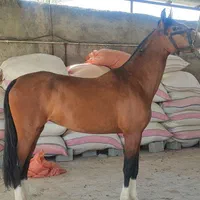 اسب ما‌یون درهشوری|اسب و تجهیزات اسب‌سواری|بوشهر, |دیوار