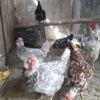 تخمرغ و مرغ خروس گلین
