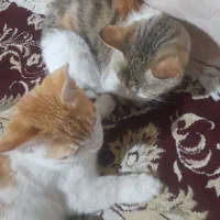 واگذاری گربه رایگان