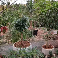 بن سای رتوزا|گل و گیاه طبیعی|صدرا-فارس, فاز ۱|دیوار